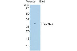 Western Blotting (WB) image for anti-Intelectin 1 (Galactofuranose Binding) (ITLN1) (AA 28-270) antibody (ABIN1173968)
