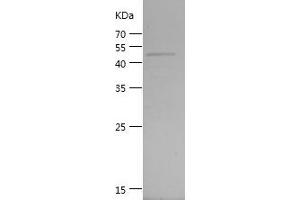 Western Blotting (WB) image for GTPase Kras (KRAS) (AA 1-189) protein (GST tag) (ABIN7123229) (K-RAS Protein (AA 1-189) (GST tag))