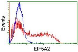 Image no. 1 for anti-Eukaryotic Translation Initiation Factor 5A2 (EIF5A2) antibody (ABIN1497997) (EIF5A2 Antikörper)
