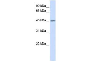 WB Suggested Anti-GHRHR Antibody Titration:  0. (GHRHR Antikörper  (N-Term))