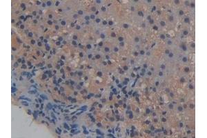 Immunohistochemistry (IHC) image for anti-Intercellular Adhesion Molecule 2 (ICAM2) (AA 29-247) antibody (ABIN7442924)