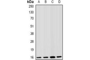 Western blot analysis of Fis1 expression in HepG2 (A), A549 (B), mouse spleen (C), mouse kidney (D) whole cell lysates. (Fission 1 Antikörper)