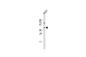 Anti-MUL1 Antibody (C-term) at 1:1000 dilution + A431 whole cell lysate Lysates/proteins at 20 μg per lane.
