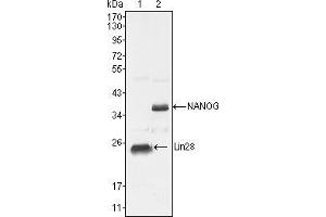 Western blot analysis using NANOG mouse mAb against NTERA-2 cell lysate (2). (Nanog Antikörper  (AA 20-166))
