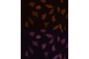 Immunofluorescence analysis of L929 cells using FBXW8 antibody (ABIN7267083) at dilution of 1:100. (FBXW8 Antikörper)