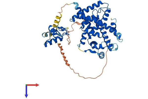 PPARD Protein (AA 1-441) (His tag)