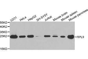 RPL9 antibody  (AA 1-192)