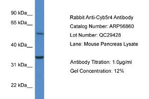 Western Blotting (WB) image for anti-Cytochrome B5 Reductase 4 (CYB5R4) (N-Term) antibody (ABIN2786943) (CYB5R4 Antikörper  (N-Term))