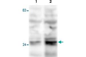 Western blot was performed on whole cell lysates from mouse fibroblasts (Lane 1, NIH/3T3) and embryonic stem cells (Lane 2, E14Tg2a) with Fkbp3 polyclonal antibody , diluted 1 : 500 in BSA/PBS-Tween. (FKBP3 Antikörper)