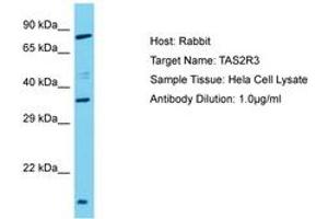 Image no. 1 for anti-Taste Receptor, Type 2, Member 3 (TAS2R3) (AA 212-261) antibody (ABIN6750603)