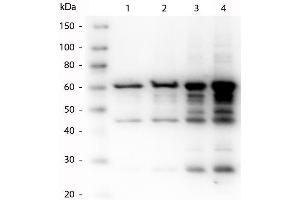 Western Blot of Rabbit anti-p35 antibody. (P35 Antikörper)