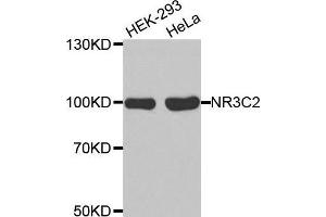 Western blot analysis of extracts of various cell lines, using NR3C2 antibody. (NR3C2 Antikörper  (C-Term))