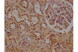 IHC image of ABIN7146257 diluted at 1:1000 and staining in paraffin-embedded human kidney tissue performed on a Leica BondTM system. (CALB1 Antikörper  (AA 2-261))
