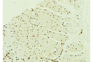 ABIN6268848 at 1/100 staining Mouse muscle tissue by IHC-P. (PPARA Antikörper  (N-Term))