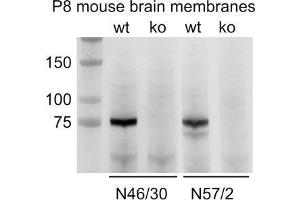 Immunoblot versus membranes from postnatal day 8 wild-type (wt) and ADAM22-knockout (ko) mice and probed with N46/30 (left) and N57/2 (right). (ADAM22 Antikörper  (Cytosolic))
