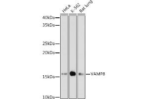 Western blot analysis of extracts of various cell lines, using V antibody (ABIN7271317) at 1:1000 dilution. (VAMP8 Antikörper)