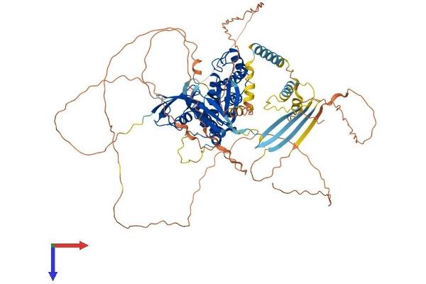 EPB41 Protein (AA 1-858) (His tag)