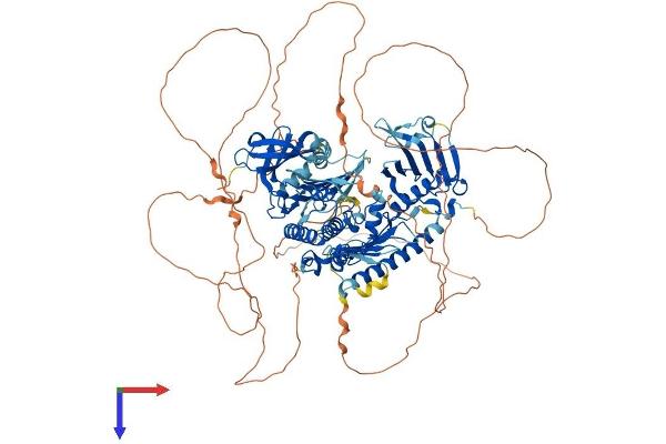 PLK4 Protein (AA 1-970) (His tag)