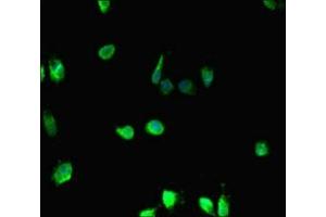 Immunofluorescent analysis of Hela cells using ABIN7155399 at dilution of 1: 100 and Alexa Fluor 488-congugated AffiniPure Goat Anti-Rabbit IgG(H+L) (HIST1H2BD Antikörper  (AA 2-57))