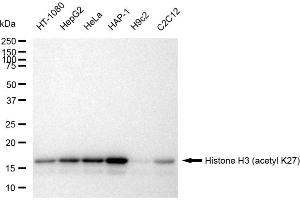 Western blotting analysis using Histone H3 (acetyl K27) antibody (ABIN7798971). (Rekombinanter Histone 3 Antikörper  (H3K27ac))