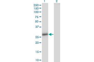 Claudin 16 antibody  (AA 1-73)