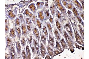 IHC analysis of Tff1 using anti-Tff1 antibody . (TFF1 Antikörper  (AA 22-87))