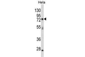Western blot analysis of NEURL Antibody (Center) in Hela cell line lysates (35ug/lane). (NEURL Antikörper  (Middle Region))