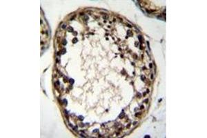 Immunohistochemistry analysis in formalin fixed and paraffin embedded human testis tissue reacted with OTUD1 Antibody (Center) followed which was peroxidase conjugated to the secondary antibody and followed by DAB staining. (OTUD1 Antikörper  (Middle Region))
