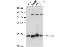 Western blot analysis of extracts of various cell lines, using HIGD1A antibody (ABIN7267642) at 1:1000 dilution.