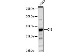 Western blot analysis of extracts of HeLa cells, using QKI Rabbit pAb antibody (ABIN6128587, ABIN6146533, ABIN6146534 and ABIN6222826) at 1:500 dilution. (QKI Antikörper  (AA 1-341))