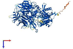DPP9 Protein (AA 1-862) (His tag)