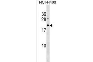 EFCAB10 Antibody (C-term) (ABIN1537667 and ABIN2850218) western blot analysis in NCI- cell line lysates (35 μg/lane). (EFCAB10 Antikörper  (C-Term))