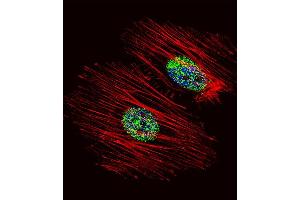 Fluorescent confocal image of Hela cell stained with NME2 Antibody (N-term) (ABIN392656 and ABIN2842157). (NME2 Antikörper  (N-Term))