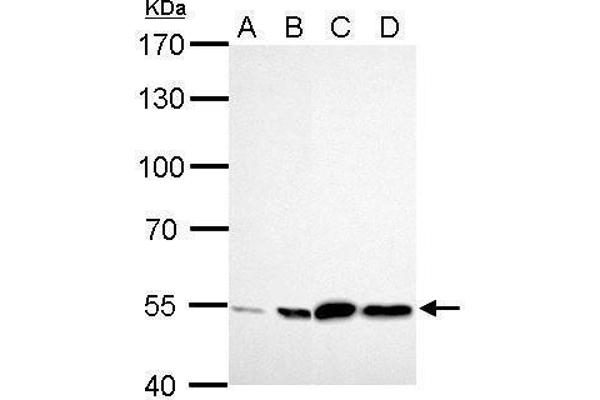 ALDH2 anticorps  (Center)