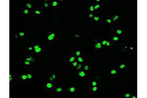 Anti-OCT-4 mouse monoclonal antibody (ABIN2452367) immunofluorescent staining of COS7 cells transiently transfected by pCMV6-ENTRY OCT-4 (RC211998). (OCT4 Antikörper)