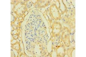 Immunohistochemistry of paraffin-embedded human kidney tissue using ABIN7165972 at dilution of 1:100 (PPTC7 Antikörper  (AA 1-304))