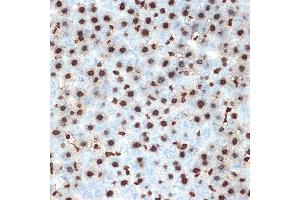 Immunohistochemistry of paraffin-embedded rat liver using Histone H4 Rabbit mAb (ABIN7267706) at dilution of 1:100 (40x lens).