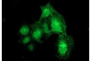 Immunofluorescence (IF) image for anti-Dystrobrevin alpha (DTNA) antibody (ABIN1497912) (DTNA Antikörper)