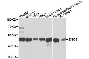 Western blot analysis of extracts of various cell lines, using ENO3 antibody. (ENO3 Antikörper)