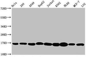 Western Blot Positive WB detected in: Hela whole cell lysate, 293 whole cell lysate, A549 whole cell lysate, HepG2 whole cell lysate, Jurkat whole cell lysate, K562 whole cell lysate, HL60 whole cell lysate, MCF-7 whole cell lysate, LO2 whole cell lysate All lanes: HIST1H3A antibody at 1:500 Secondary Goat polyclonal to rabbit IgG at 1/40000 dilution Predicted band size: 16 kDa Observed band size: 16 kDa (HIST1H3A Antikörper  (3meLys4))