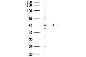 anti-Paf1, RNA Polymerase II Associated Factor, Homolog (PAF1) (N-Term) antibody