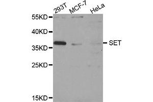 Western blot analysis of extracts of various cell lines, using SET antibody (ABIN5973657) at 1/1000 dilution. (SET/TAF-I Antikörper)