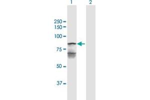 Western Blotting (WB) image for anti-Leucine Zipper-EF-Hand Containing Transmembrane Protein 1 (LETM1) (AA 1-739) antibody (ABIN950010)