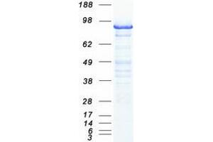 Validation with Western Blot (MCM3 Protein (Myc-DYKDDDDK Tag))