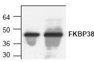 Image no. 1 for anti-FK506 Binding Protein 8, 38kDa (FKBP8) antibody (ABIN127298) (FKBP8 Antikörper)