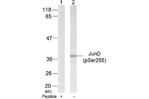 Western blot analysis of extracts from 293 cells using JunD(Phospho-Ser255) Antibody(Lane 2) and the same antibody preincubated with blocking peptide(Lane1). (JunD Antikörper  (pSer255))