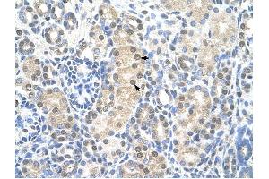 MCM7 antibody was used for immunohistochemistry at a concentration of 4-8 ug/ml to stain Epithelial cells of renal tubule (arrows) in Human Kidney. (MCM7 Antikörper  (Middle Region))