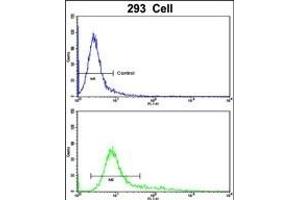 Flow cytometric analysis of 293 cells using SDCCAG33 Antibody (Center)(bottom histogram) compared to a negative control cell (top histogram). (TSHZ1 Antikörper  (AA 656-685))