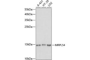 Western blot analysis of extracts of various cell lines, using MRPL54 antibody (ABIN7268578) at 1:1000 dilution. (MRPL54 Antikörper  (AA 1-138))