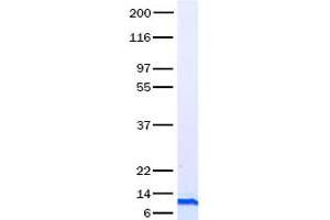 Validation with Western Blot (CCL4 Protein)